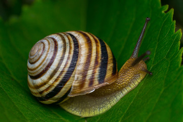 macro photo of a garden snail in summer season