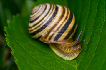 macro photo of a garden snail in summer season