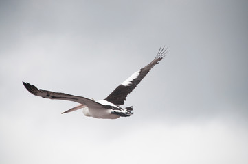 Pelican, Shell Harbour, Kiama, NSW, Australia