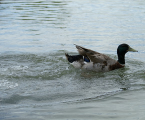 Mallard duck swimming in pond
