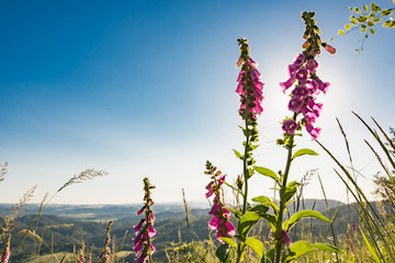 digitalis purpurea naparstnica purpurowa © Marcin