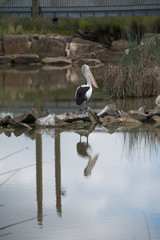 Pelican at Tenterfield Park, Melbourne, Australia