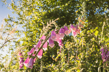 digitalis purpurea naparstnica purpurowa © Marcin