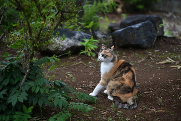 外猫（９歳）