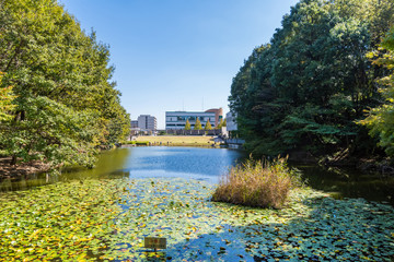 都筑中央公園の宮谷戸の大池