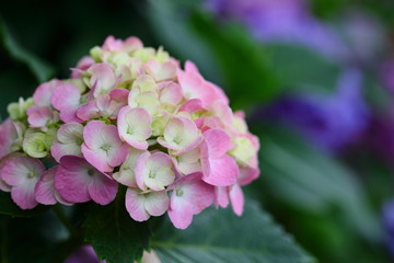 紫陽花の花　ピンク