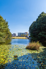 Obraz premium 都筑中央公園の宮谷戸の大池