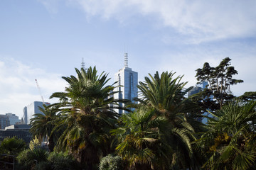 Melbourne botanic gardens with tall office buildings in background 