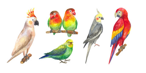 Obraz premium Set of hand-drawn watercolor exotic birds. Tropical parrots: macaw, cockatoo, cockatiel, budgie, lovebirds