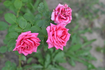 Pink roses against the backdrop of greenery in the garden