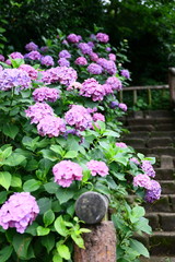 紫陽花の階段　紫