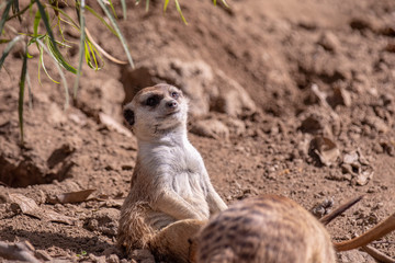 Obraz premium Up close portrait of a meerkat sitting on a back paws looking strait