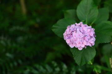 一輪の紫陽花