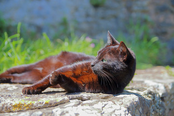 Resting cat unusual color.