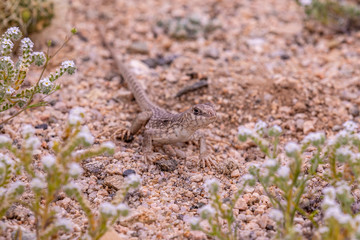 Up close shot of Desert Iguana(Dipsosaurus dorsalis) posing on a grounds on Joshua Tree National Park, California