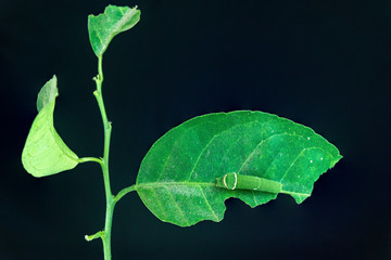 Caterpillars eat leaves