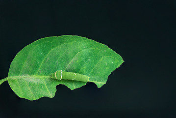 Caterpillars eat leaves