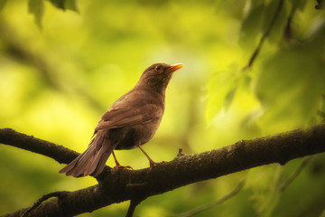 Amsel im sonnigen Baum
