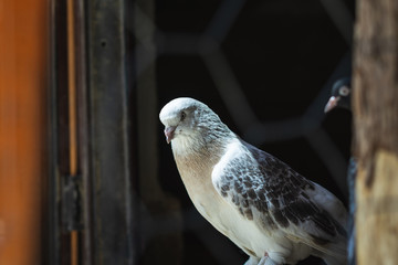 Portrait of a specific pigeon in a cage. Close image of beautiful pigeons of a different kind.