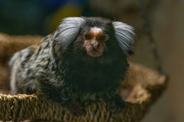Close up of a common marmoset (Callithrix jacchus)