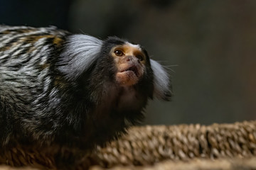Close up of a common marmoset (Callithrix jacchus)