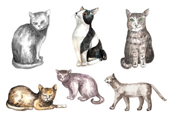 watercolor set of cat
