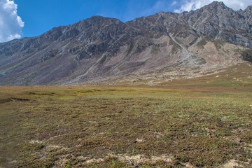 Light hitting the alpine meadow and cedar pine trees and rocks 