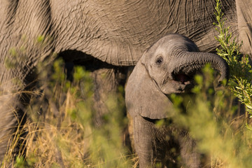 Portrait of a young elephant calf standing next to his mother in botswana