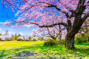 Sakura or Cherry blossom season in Japan