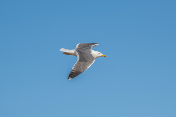 Lesser black-backed gull (Larus fuscus) in flight against sky background