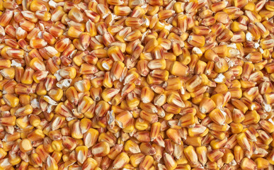 Background texture of crushed seed and grain mix for livestock and bird feed