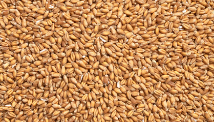 Background texture of crushed seed and grain mix for livestock and bird feed