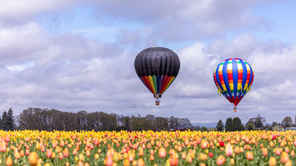 Two hot colorful hot air balloons taking off over yellow tulip field