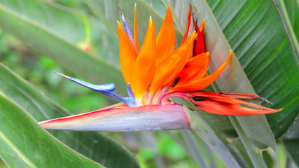 Exotic flower Strelizia Reginae or Bird of Paradise growing in tropical garden Beautiful vibrant floral background for wallpaper or web design.