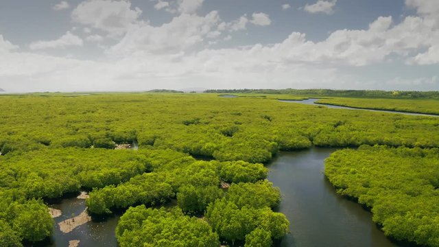 Natural landscape of mangrove forests, and aboriginal fisherman hut on the river's