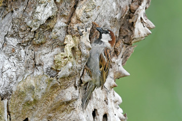 Haussperling (Passer domesticus) brütet in einer alten Platane