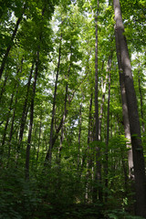 Obraz premium Green forest with tall trees. Summer view.