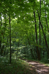 Walking path in lush green forest under the maple trees.
