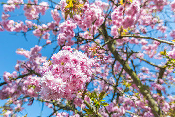 Beautiful pink flowers on a cherry tree in front of blue sky