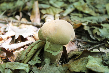 A little, young Boletus edulis, known as the Cep, Porcino or Penny-bun Bolete edible mushroom, raw,...