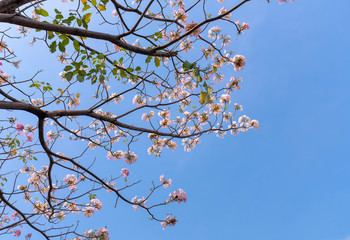 Tabebuia rosea or pink trumpet blooming. This is a blooming flower in March to May every year, like beautiful small pink trumpets adorned with natural colors.