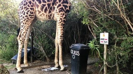an African Giraffe having a pee on safari in a South African conservation area