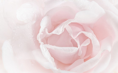 Pink rose petals close-up