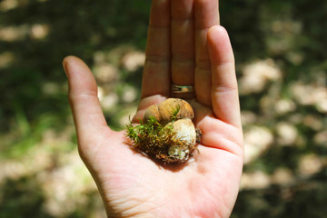 A little, young Boletus edulis, known as the Cep, Porcino or Penny-bun Bolete edible mushroom, raw, in the wood,  macro photography