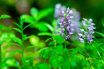 Wisteria flower on green nature background