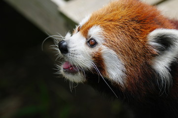 レッサーパンダ