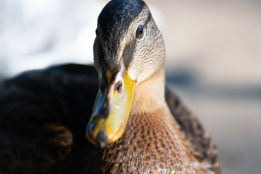 Close-up of a mallard duck on the water swimming in a pond