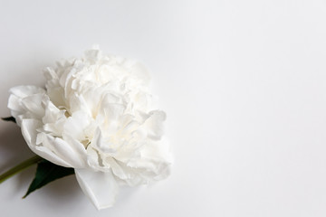 Fototapeta na wymiar White peony flower on a gently white background. For a wedding, for congratulations, lettering