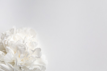 Obraz na płótnie Canvas White peony flower on a gently white background, closeup