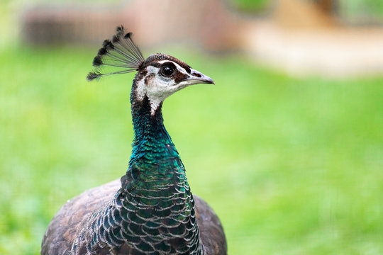 Female Peacock bird on green grass in the nature